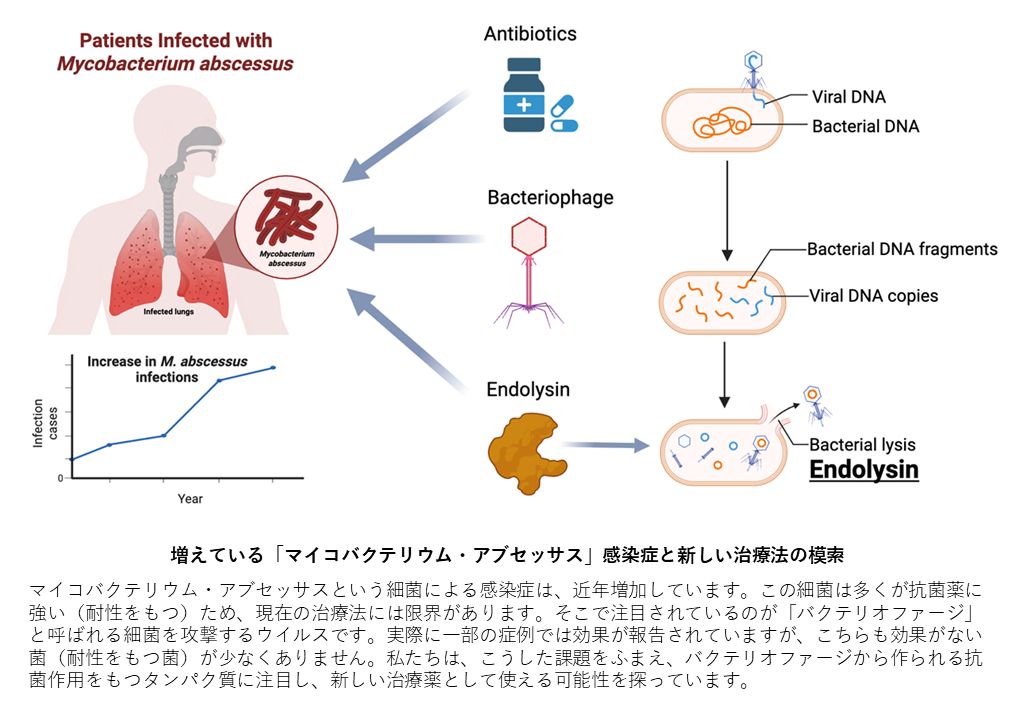 図2　現在取り組んでいる研究の内容