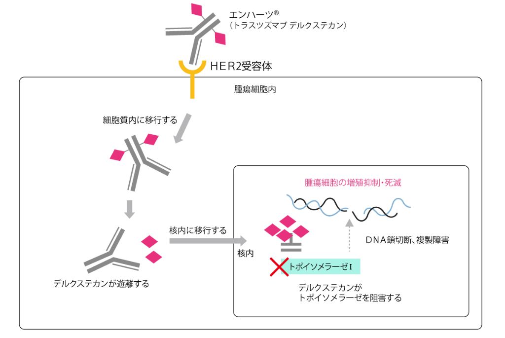 Fig 1 : エンハーツの作用機序 模式図