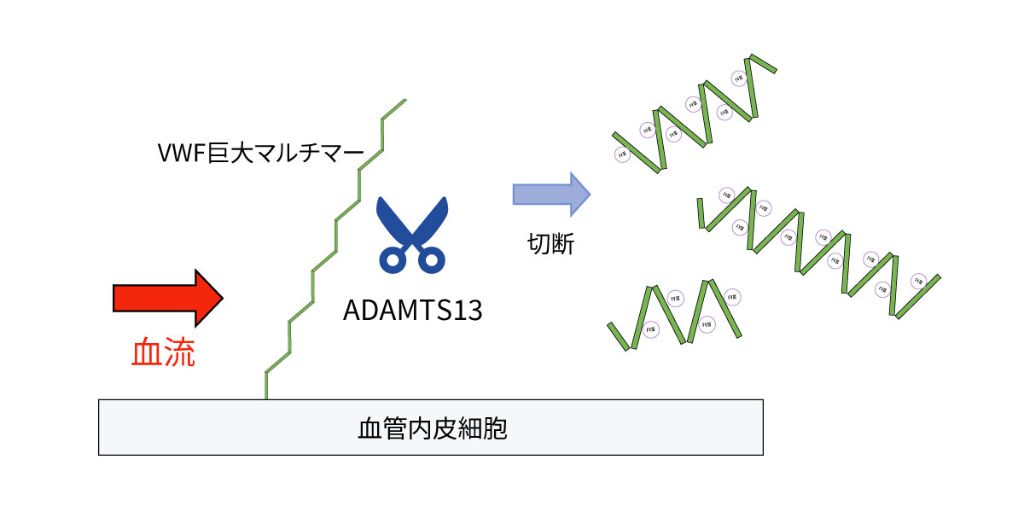 図1．VWF産生のイメージ