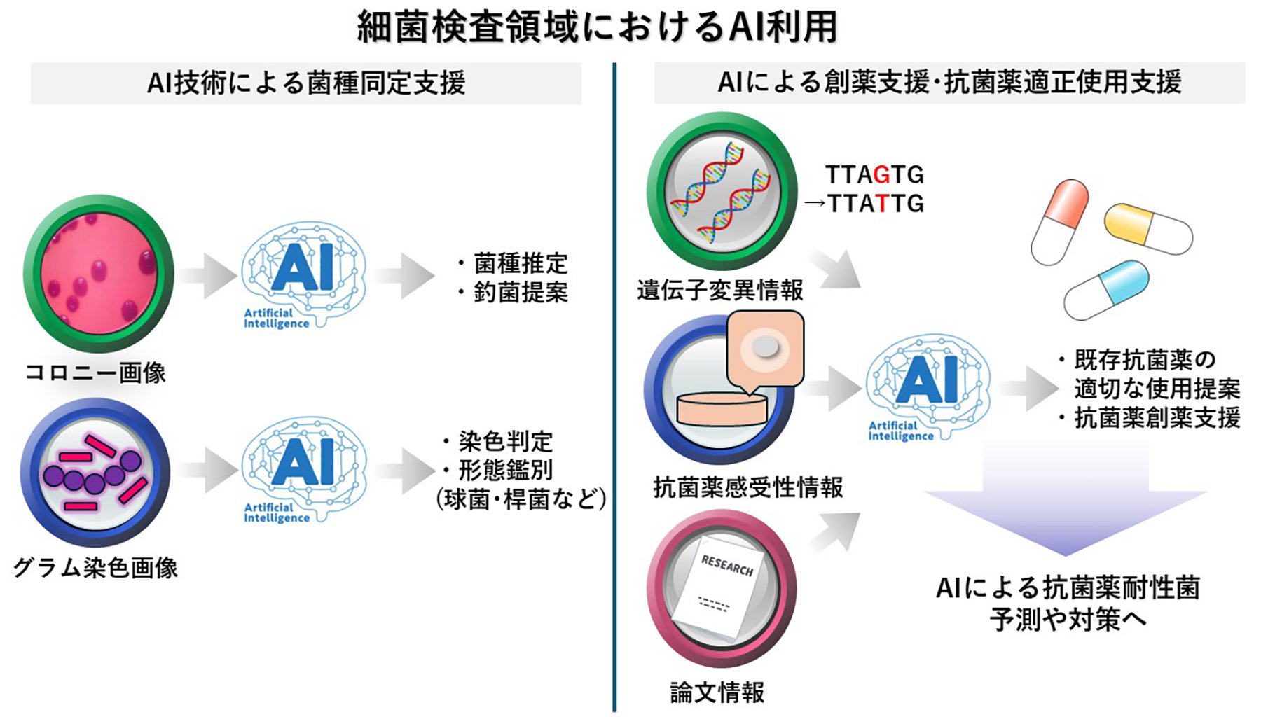 図：細菌検査領域におけるAI利用