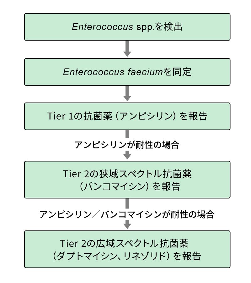 図　Enterococcus faeciumのcascade reporting例
