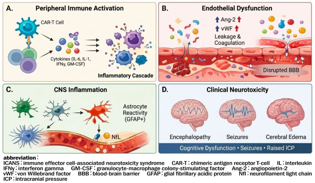 図1　CAR-T細胞療法後のICANS発症機序の概要 〔Copyright©2026 Aziz, Chakraborty, Saha and Dutta／Aziz F, et al : Front Neurol, 17 : 1739021, 2026より〕