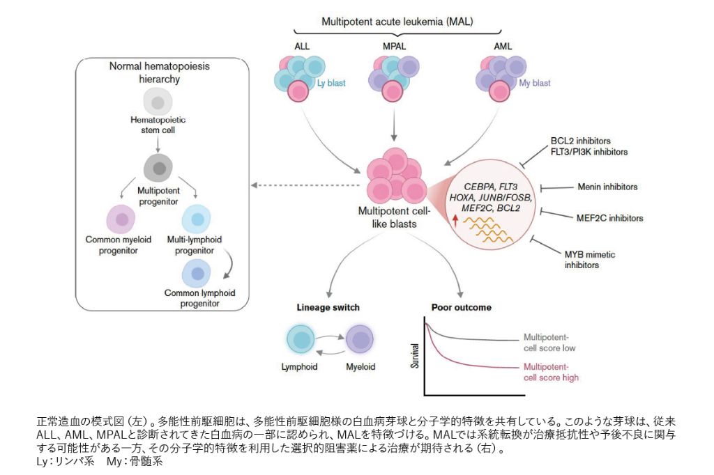図2　MAL共通の病態生理 〔Gutierrez A, et al : Blood Neoplasia, 3 : 100231, 2026／The figures were created with BioRender.com. Gutierrez A. and Kentsis A.（2026） https://BioRender.com/m3atqllより〕
