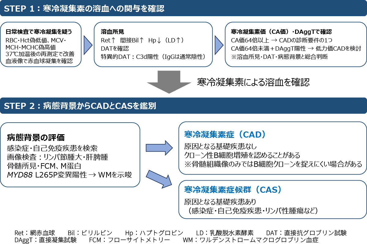 図　赤血球寒冷凝集の検出からCAD/CAS鑑別まで 〔⾃⼰免疫性溶⾎性貧⾎の診断基準と診療の参照ガイド改訂版作成のためのワーキンググループ：厚生労働科学研究費補助金 難治性疾患等政策研究事業 特発性造血障害に関する調査研究（研究代表者：⿊川峰夫）；自己免疫性溶血性貧血 診療の参照ガイド 令和7年度改訂版．2026を参考に作成〕